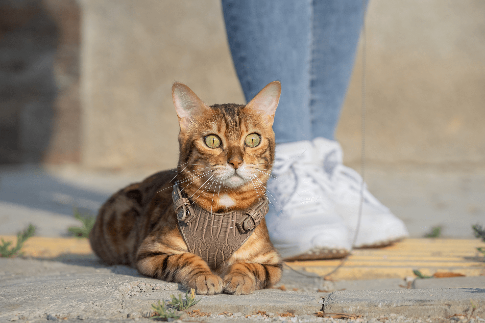 Vet Near Me Tavares FL Tavares Crossroads Veterinary Clinic