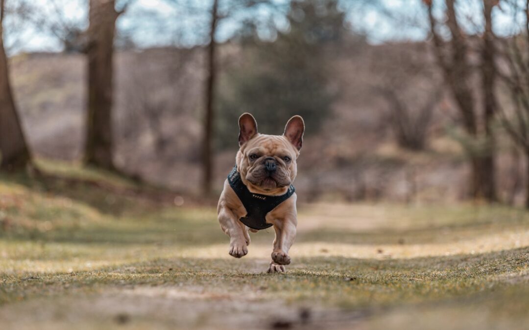 Tan french bulldog with harness walking through forest.