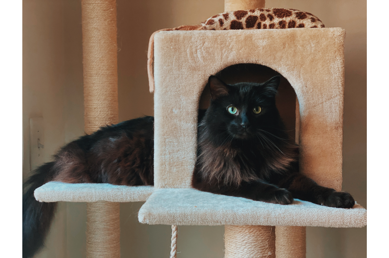 How To Keep Your Cat Healthy Tavares Crossroads Veterinary Clinic