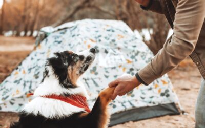 Follow These Tips When Camping With Pets