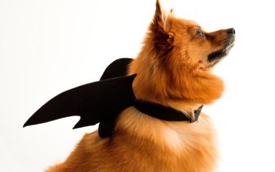 Ensuring Your Pet’s Safety: Essential Halloween Guidelines