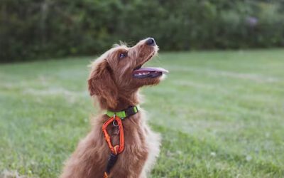 The Role of Comprehensive Dog Training